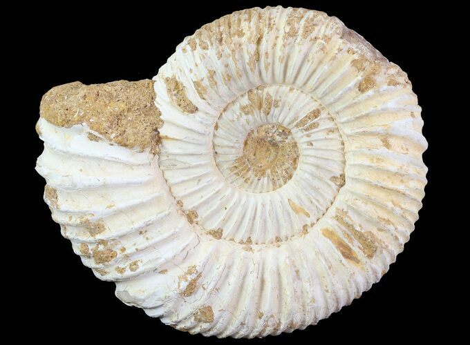 Perisphinctes Ammonite - Jurassic #70041